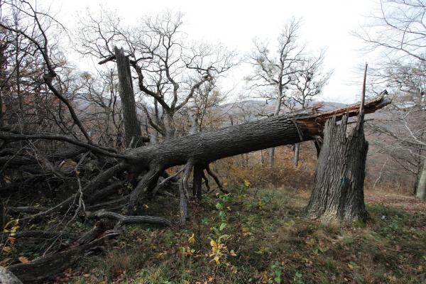 Eine gebrochene Eiche in einer Biosphärenpark Kernzone. Im Rahmen des Projekts Totholzsukzession wurde die Besiedelung durch Pilze und Totholzkäfer untersucht.