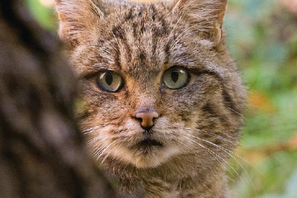 Cover Broschüre Aktiv für Wildkatzen