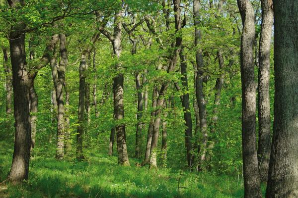 Unterwuchsreicher Eichenwald im Biosphärenpark Wienerwald