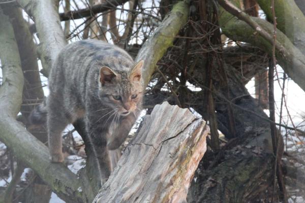 Wildkatze im Nationalpark Thayatal