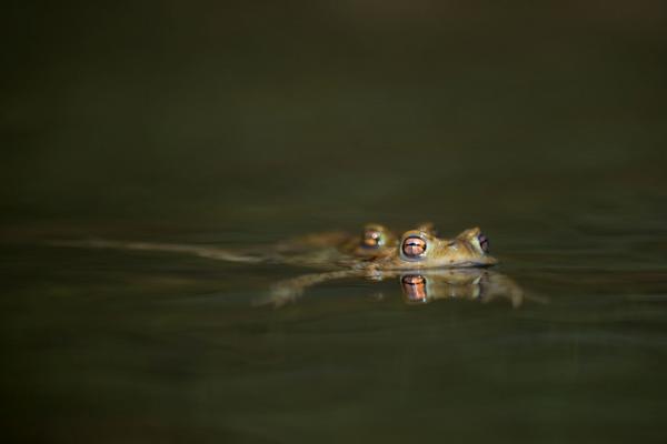 Kröte auf Wasseroberfläche