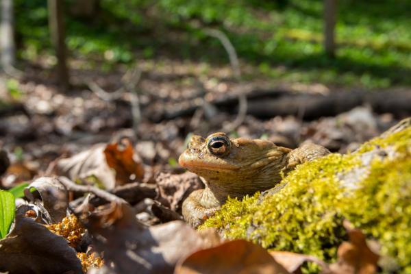 Kröte auf Waldboden