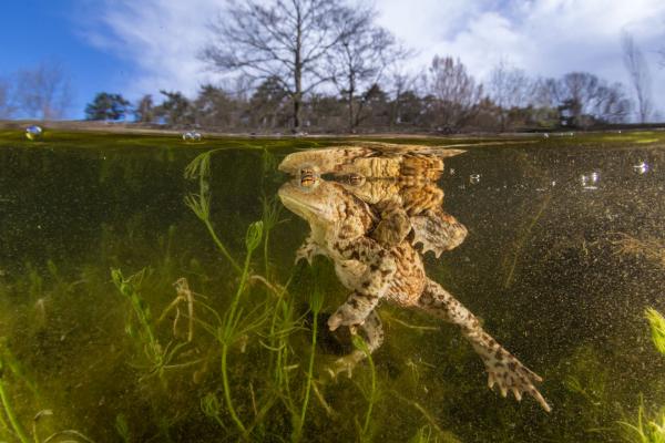 Krötenpaar auf Wasseroberfläche