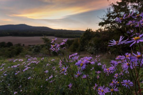 Herbstaster im Abendrot an der Thermenlinie