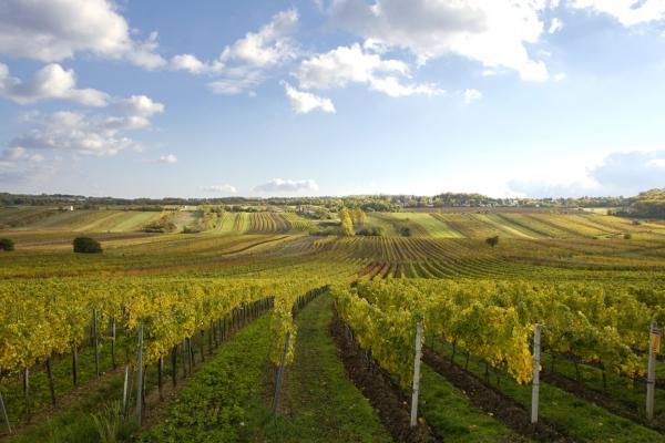Weinbaulandschaft im Wienerwald