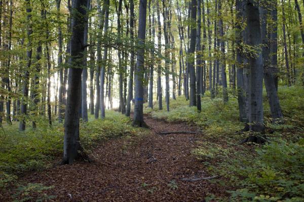 Kernzonen, Urwälder und notwendiger Lebensraum seltener Käfer- und Pilzarten