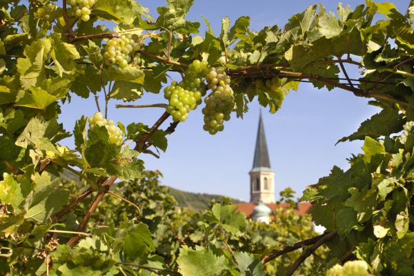 Blick durch WEinreben auf Ortskern