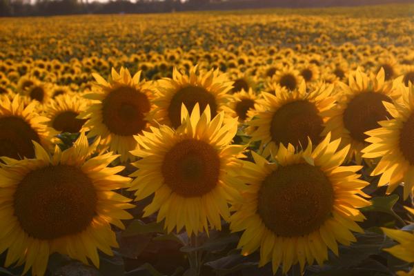 Die Offenlandflächen der Entwicklungszone werden landwirtschaftliche Bewirtschaftet, wie zum Beispiel Wiesen, Weiden, Weingärten, Äcker oder ein Sonnenblumenfeld.