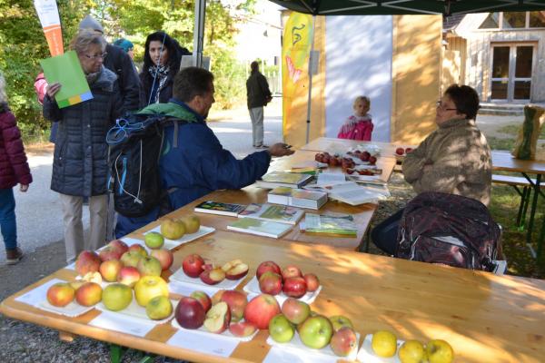 Sortenbestimmung am Obstbaumtag