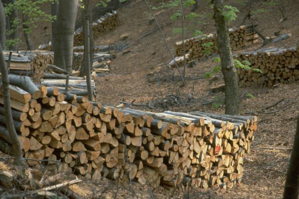 Die Wäldern der Entwicklungszone werden forstwirtschaftlich genutzt, zum Beispiel für die Brennholzgewinnung.