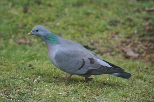  Die Hohltaube brütet als einzige heimische Taube in Höhlen und besiedelt daher bevorzugt ältere, lichte Altholzbestände.