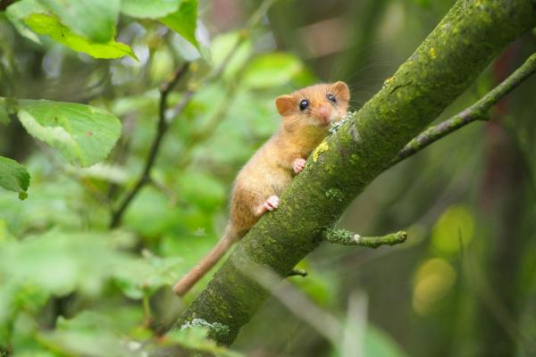 Der Haselmaus auf der Spur