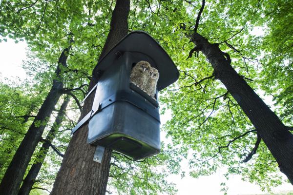 Im Ausblick auf ein besseres Mäusejahr 2017 wurden im Biosphärenpark Wienerwald im Sommer 31 Jungvögel freigelassen. 