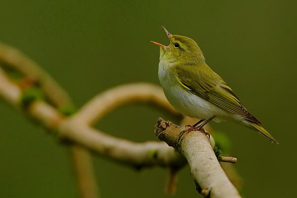 Der Waldlaubsänger ist der Charaktervogel der Buchenwälder und der buchenreichen Waldgesellschaften.