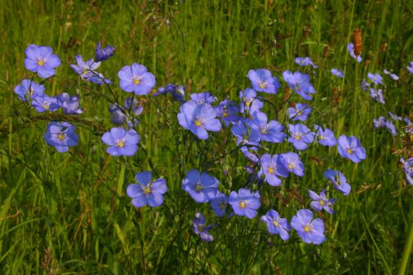 Österreichischer Lein (Linum austriacum) in voller Blüte.