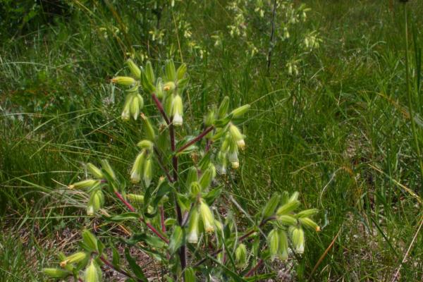 Die Dalmatien Lotwurz (Onosma visianii) verteilt ihren Samen als Steppenroller.