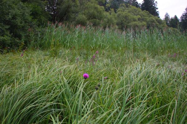 Wo das Schilf bereits zurückgedrängt wurde, blüht auf der Naturdenkmalwiese in Heiligenkreuz schon wieder vieles.