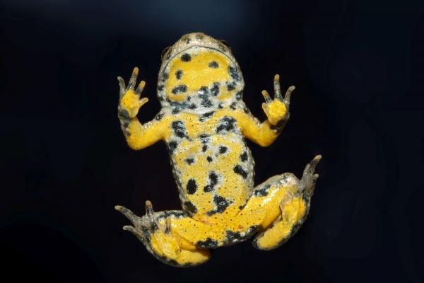 Gelbauchunken (Bombina vaerigata) fühlen sich in Feuchtwiesen besonders wohl.