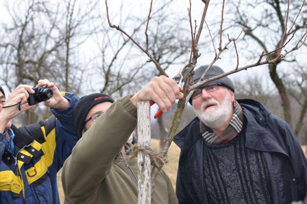 Erlernen Sie in den Obstbaumschnittkursen des Biosphärenpark Wienerwald den fachgerechten Obstbaumschnitt für den eigenen Garten.