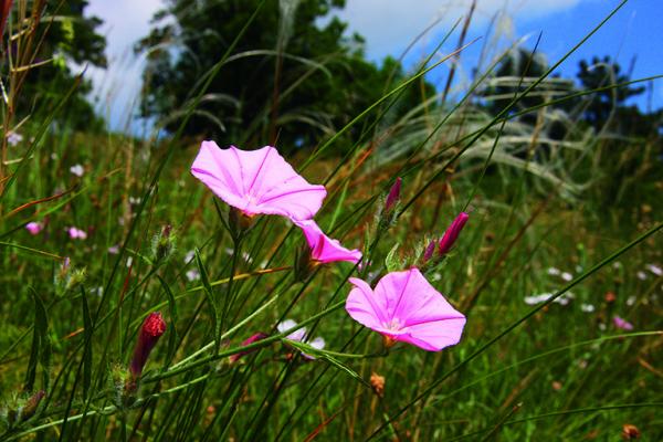 Die aus dem Mediteranen kommende Kantrabrische Winde (Convolvulus cantabrica) fühlt sich auch auf den trocken-warmen Hängen in Pfaffstätten wohl.