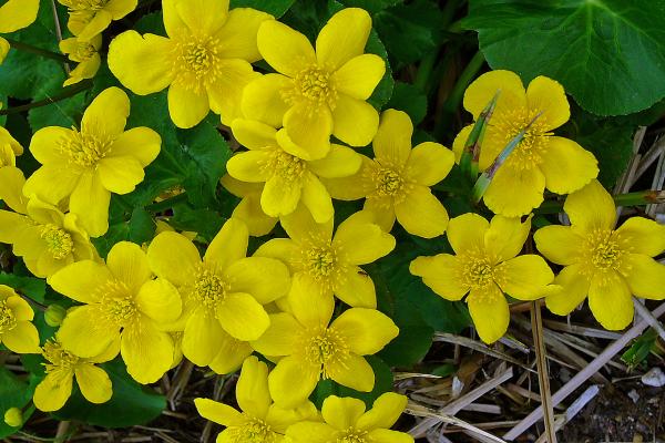 Die Sumpfdotterblume (Caltha palustris) profitiert von der regelmäßigen Pflege der Feuchtwiesen.