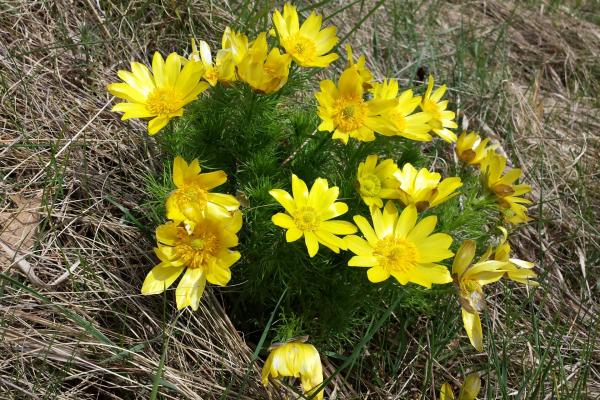 Der Frühlings-Adonis (Adonis vernalis) ist giftig und profitiert daher von der Beweidung der Trockenrasen.