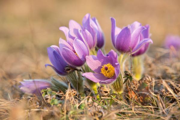 Die Kuhschelle (Pulsatilla grandis), ein klassischer Frühjahrsblüher.