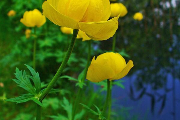 Auch die Trollblume (Trollius europaeus) kann auf den Feuchtwiesen im Wienerwald entdeckt werden.