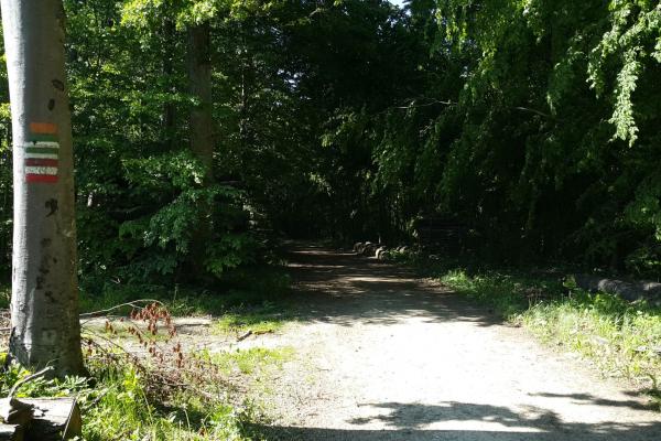 Weiter durch den Wald auf erdigem Boden.