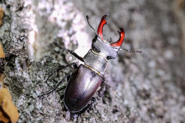 Hirschkäfer (Lucanus cervus)