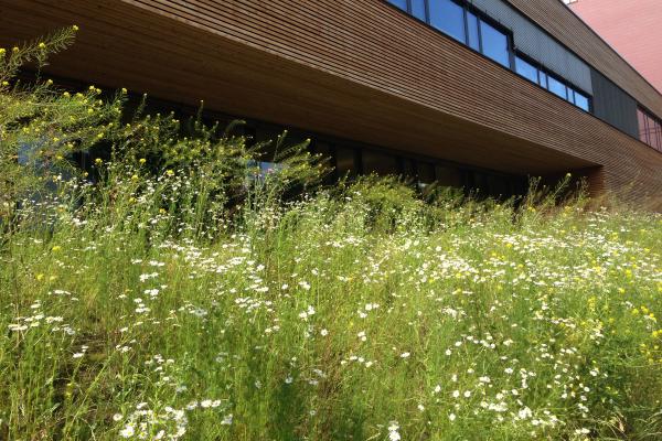 Vor dem Büro des Biosphärenpark Wienerwald Managements soll eine artenreiche Blumenwiese entstehen.