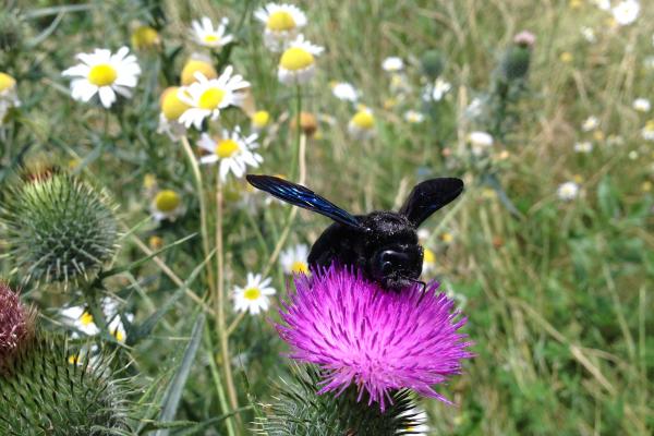 Die kräftigen Blütenköpfe der Disteln halten auch schwergewichtige Besucher wie die Schwarze Holzbiene aus.