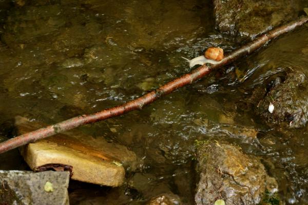 Gewässerkartierung durch ÖBf und Biosphärenpark Wienerwald