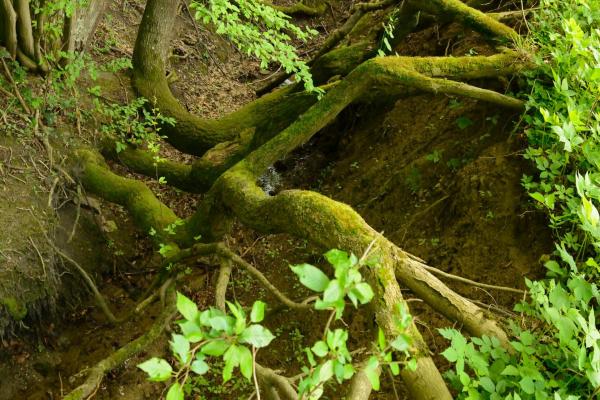 Gewässerkartierung durch ÖBf und Biosphärenpark Wienerwald