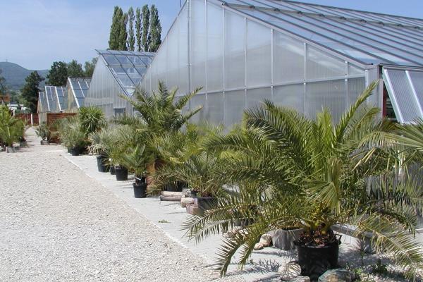 Gärtnerei AustroPalm