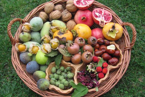 Früchte aus eigener Ernte der Gärtnerei AustroPalm