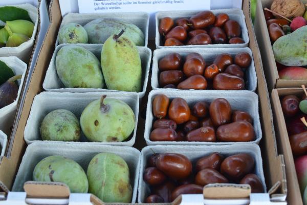 Früchte aus eigener Ernte der Gärtnerei AustroPalm