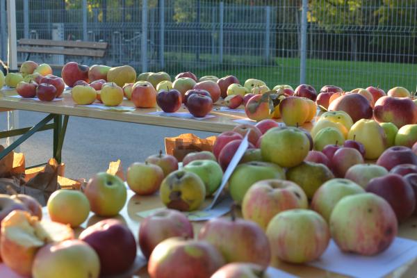 Die Obstausstellung zeigte die große Sortenvielfalt im BPWW.