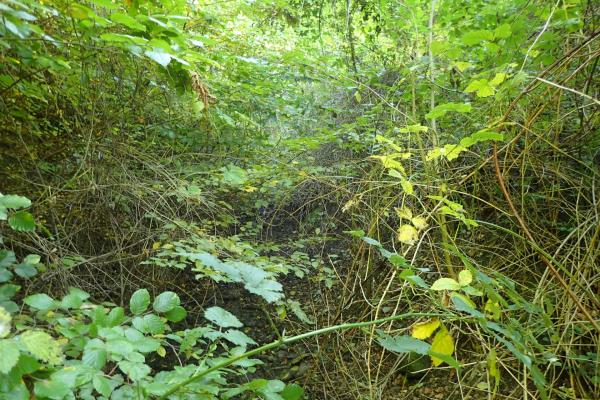 Gelegentlich erschweren Brombeeren dem Kartiererteam den Weg zum Bach.