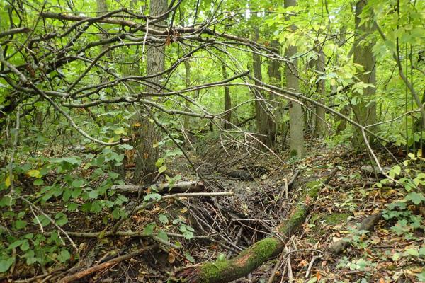 Auch Totholzanhäufungen werden aufgenommen, wie hier im Wald hinter Wolfpassing.