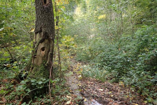 Ein naturnaher Seitenarm mit tierischen Anrainern in der Hagenbachklamm.