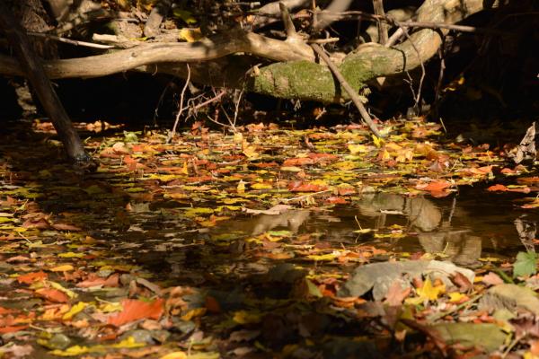 Herbstlaub in Dornbach