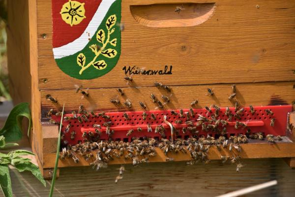 Besonders zufrieden ist Ernst Hüttel mit seinen Bienenstandorten in Dornbach und Kaltenleutgeben, die in Pflegezonen des Biosphärenparks Wienerwald liegen. 