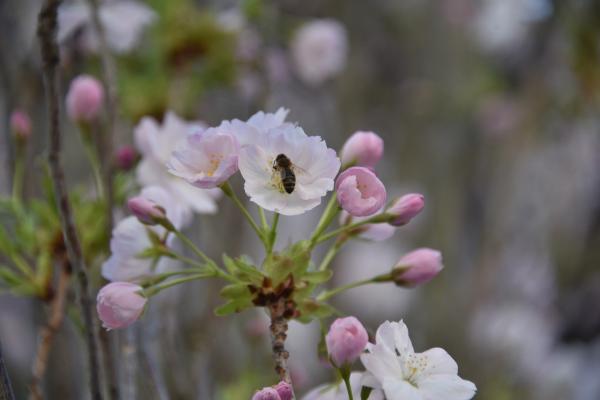Die Bienenstandorten bieten den Bienen das ganze Jahr über wertvollen Pollen zur Aufzucht ihres Nachwuchses.