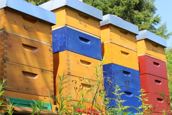 bee-o-logisch® ist eine zertifizerte Bio-Imkerei in Eichgraben inmitten des Biosphärenpark Wienerwald