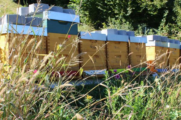 Neben dem Honig erzeugt bee-o-logisch noch andere Imkereiprodukte