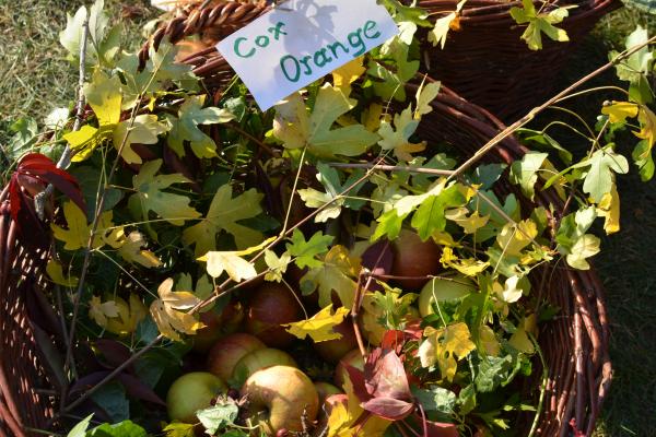 Obstraritäten wie der Riesenboikenapfel und Frauenkalvill wurden am Obstbaumtag von PomologInnen bestimmt 