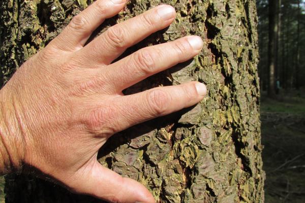 In Gruppen- und Einzelterminen bietet Regina Reiter u.a. Seminare zu Regenration und Anregung mithilfe von Wald und Natur