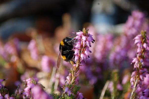 Hummel