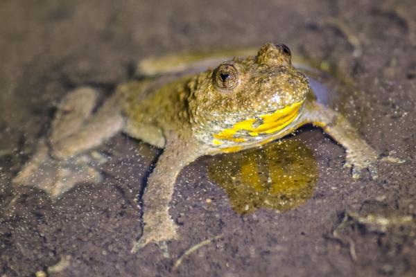 In einem Gehölz auf der Hohenauerwiese liegen mehrere Tümpel, die sich in ehemaligen Bombentrichtern ausgebildet haben. Sie sind wichtiger Laichplatz für Amphibien wie die seltene Gelbbauchunke. 